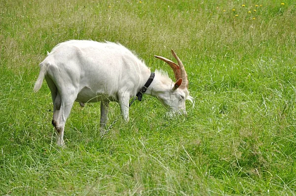 Detail View Farm Animal Goat Nature — Stock Photo, Image