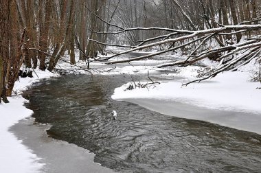 Nehir Rokytna kışın, Çek Cumhuriyeti, Avrupa