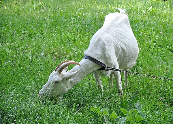 Vue Détaillée Animal Blanc Nature Dans Journée — Photo