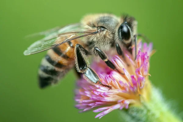 Bee Sucking Nectar Flowers — Stock Photo, Image