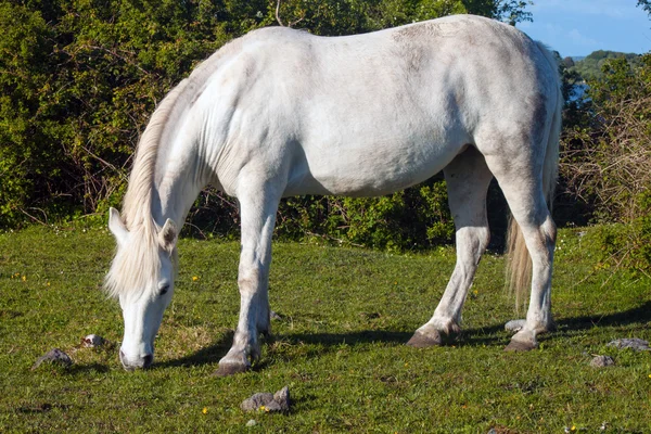 Græssende hest - Stock-foto