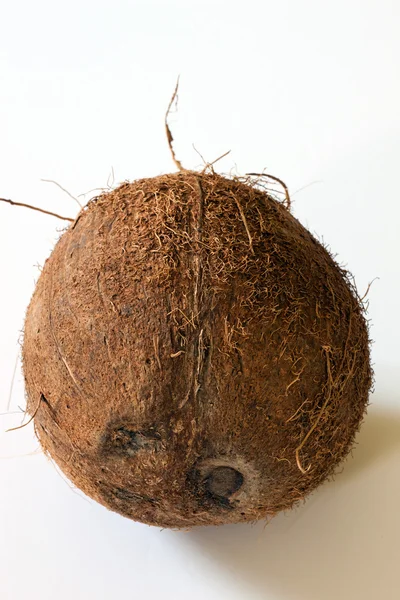 Coconut — Stock Photo, Image