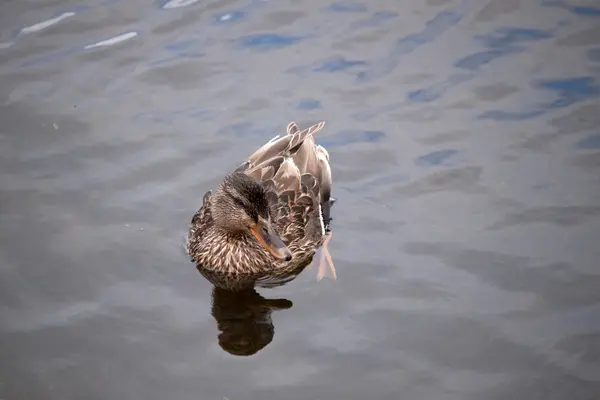 Canard colvert femelle — Photo