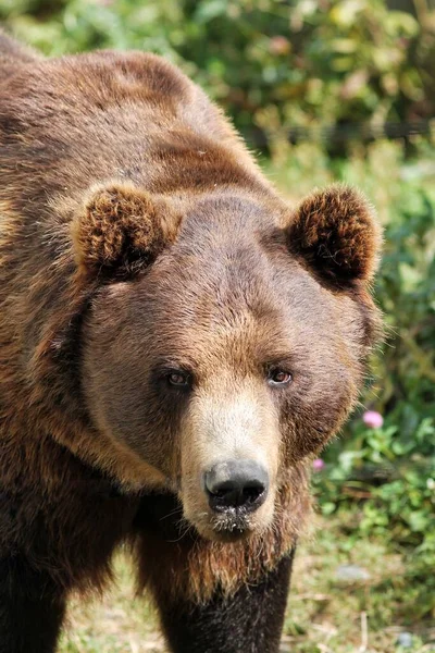 Urso Marrom Tiro 2020 — Fotografia de Stock