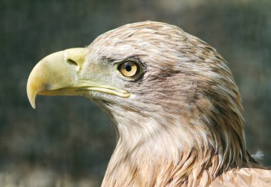 Ağustos 2020 'de çekilen beyaz kuyruklu kartal (haliaeetus albicilla), Eberda Doğa Rezervi, Karachayevo-Cherkesskaya Respublika, Rusya