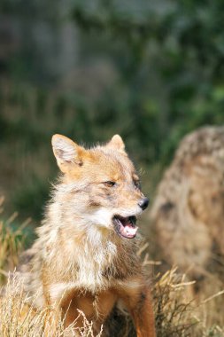 2020 'de altın bir çakal vuruldu.