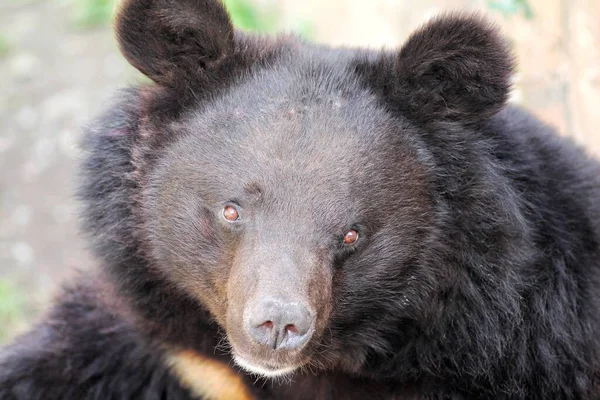 Μια Ασιατική Μαύρη Αρκούδα Ursus Thibetanus Πυροβολήθηκε 2020 — Φωτογραφία Αρχείου