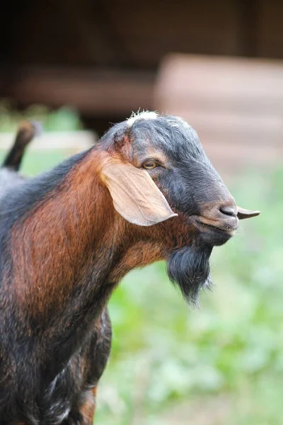 Una Cabra Anglo Nubia Baleado Agosto 2020 Reserva Natural Teberda — Foto de Stock