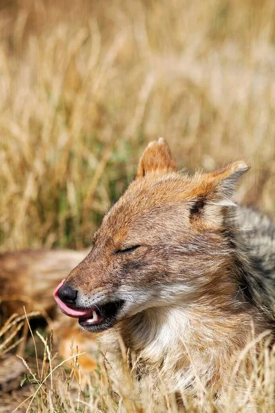 Ein Goldschakal Gras 2020 — Stockfoto