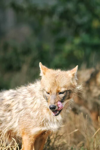 A golden jackal shot in 2020