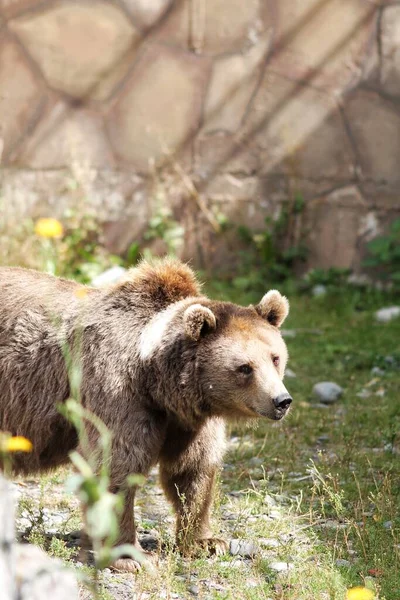 2020 Wird Ein Braunbär Erschossen — Stockfoto