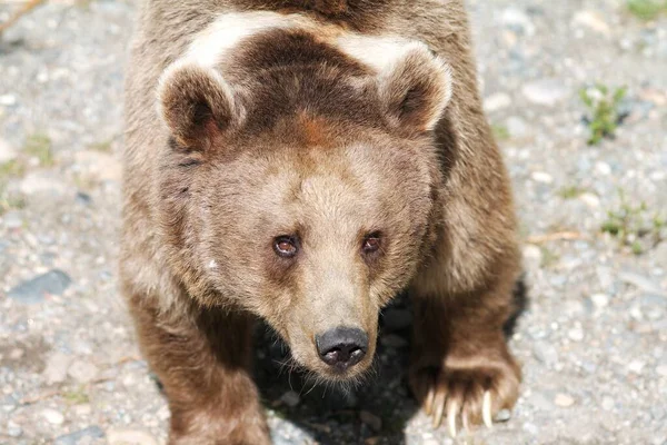 一只棕熊在2020年向上看拍摄 — 图库照片