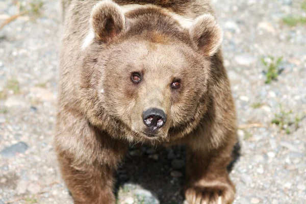 Egy Barna Medve Felnéz 2020 — Stock Fotó