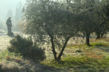 Toskana olive Grove antik heykel