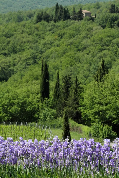 Floração íris barbuda floresce na maravilhosa paisagem toscana — Fotografia de Stock