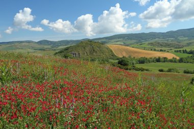 çiçekli bahar çayırlar Tuscay içinde