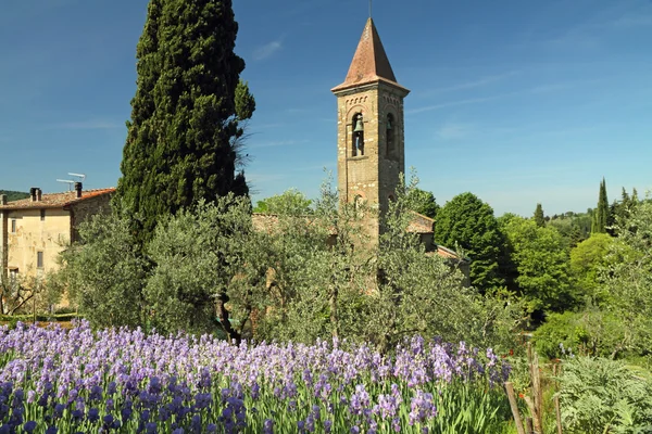Flowering bearded iris plants in Tuscany — Stock Photo, Image