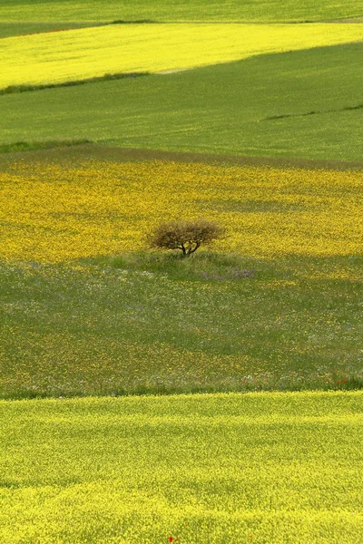 Paysage avec prairies fleuries — Photo