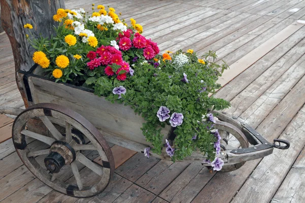 Flowers in wheelbarrow — Stock Photo, Image