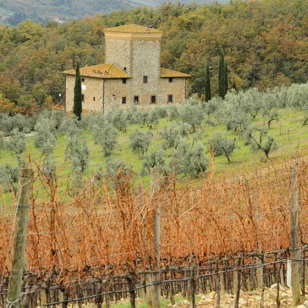 Bor i Toscana — Stockfoto