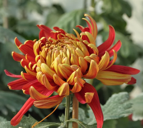 Chrysant bloem — Stockfoto