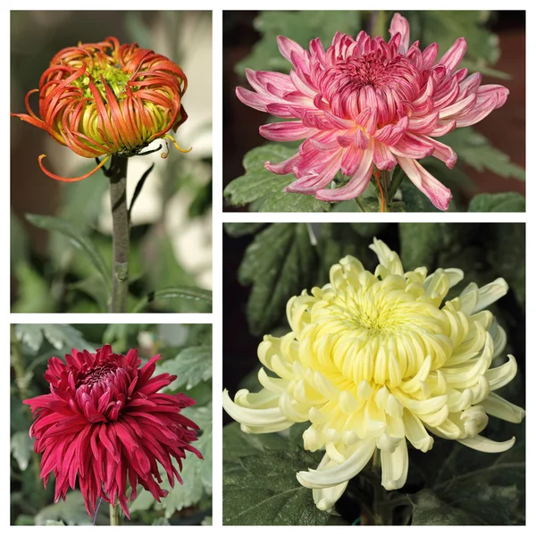 Chrysant bloemen — Stockfoto