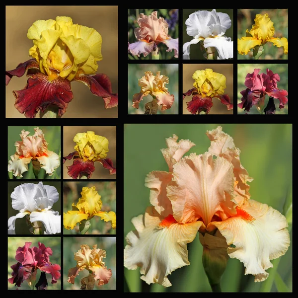 Skäggige iris blommor — Stockfoto