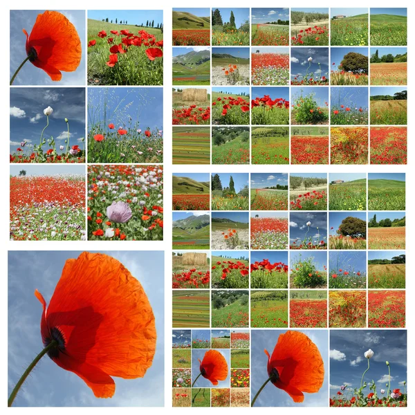 Flowering poppies — Stock Photo, Image