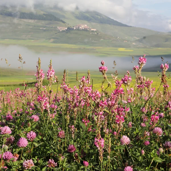 Flores silvestres en la escena nebulosa de la mañana — Foto de Stock