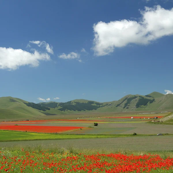 Prado de amapolas sobre Piano Grande (Great Plain ) — Foto de Stock