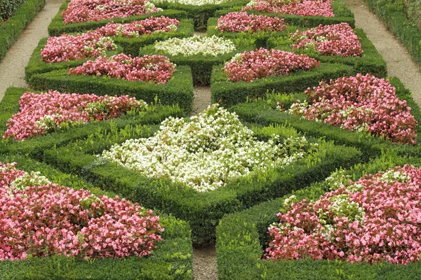 Geometric flowerbed in Boboli Gardens — Stock Photo, Image