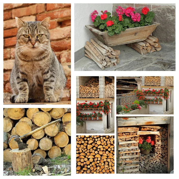 Belle cabane à bois alpine et chat — Photo