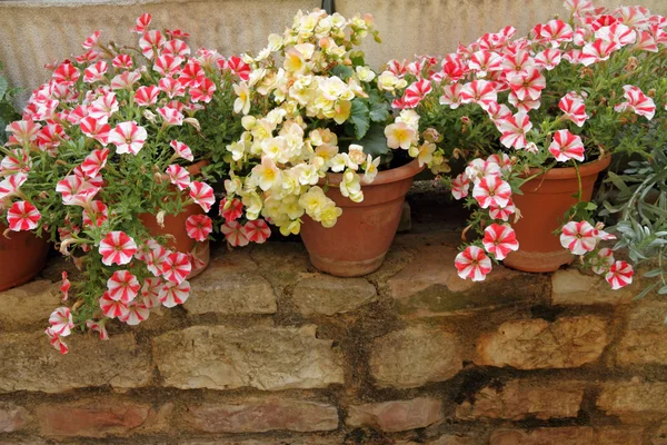 Flores em vasos na parede de tijolo baixo — Fotografia de Stock