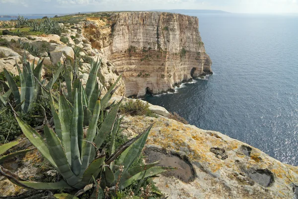 ゴゾ島、マルタの崖 — ストック写真