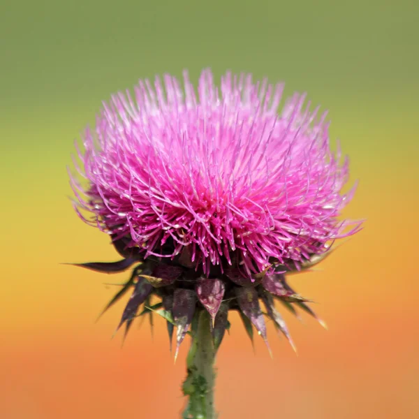 Inflorescence of thistle — Stock Photo, Image