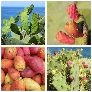 Opuntia ficus-indica meyve ve bitki
