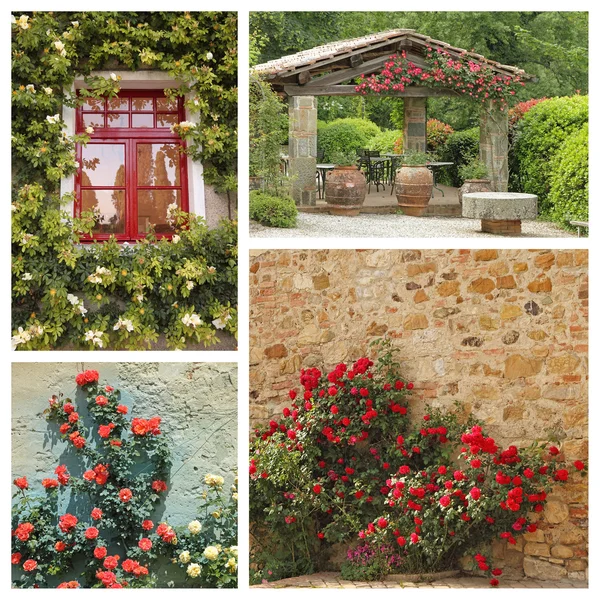 Climbing roses in tuscan garden — Stock Photo, Image