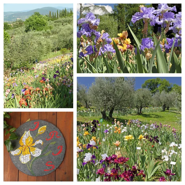 Garten, der Irisblumen anbaut — Stockfoto