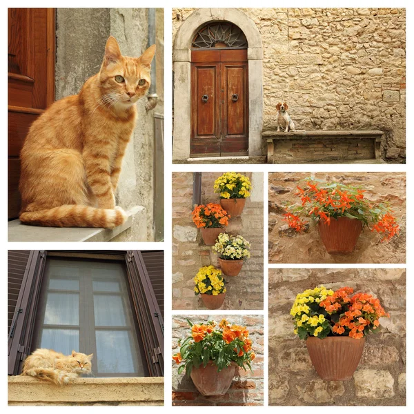 Dog, cats and flowers — Stock Photo, Image