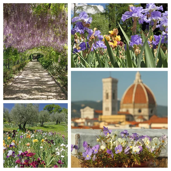 Beeindruckende Blütenpracht im Frühling — Stockfoto