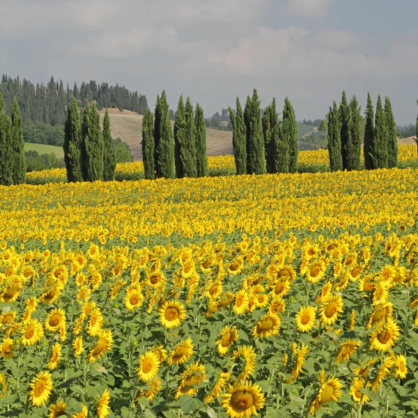 Wonderful tuscan landscape — Stock Photo, Image