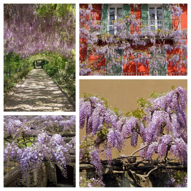 Renkli çiçekli wisteria
