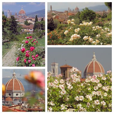 Bahçe gül Floransa