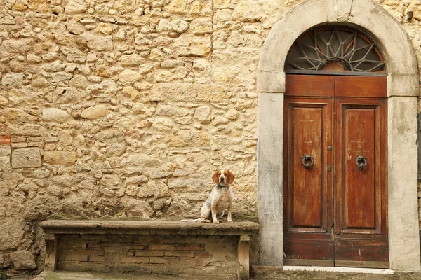 Perro sentado en banco de piedra — Foto de Stock