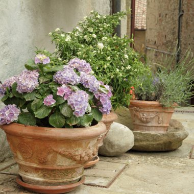 Çiçekli mor HORTENSIA