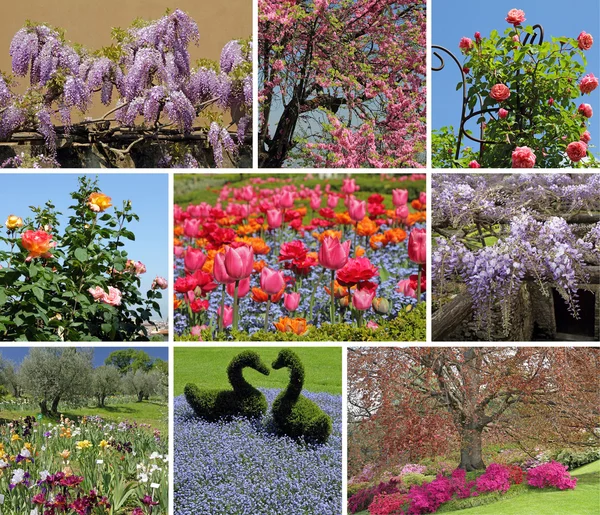 Flowering spring garden — Stock Photo, Image