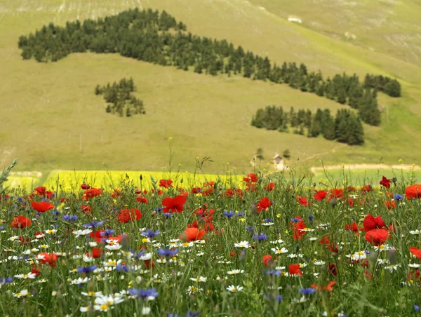 Campo de flores silvestres e floresta — Fotografia de Stock