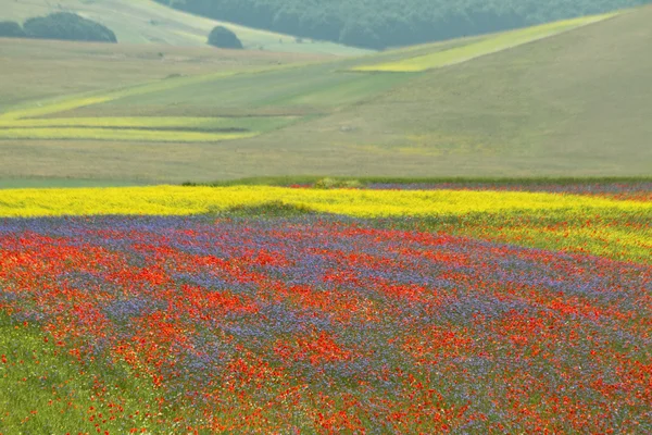 Multicolor fält med vilda blommor Stockfoto