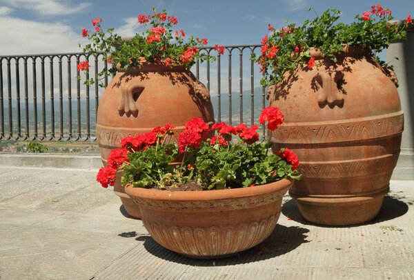 Flowering red geranium plants