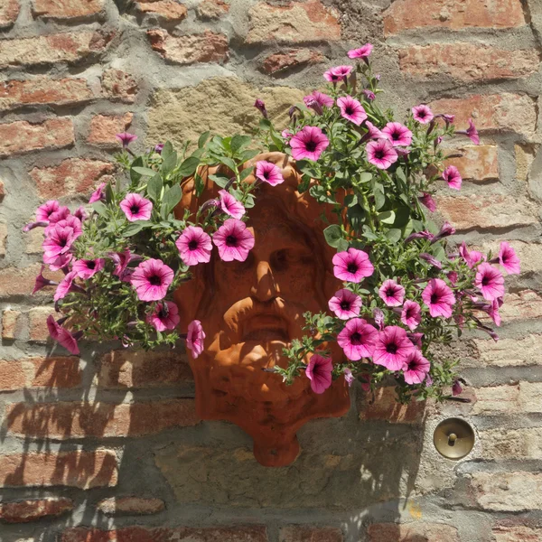 Flores de petunia púrpura — Foto de Stock